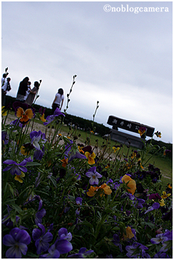 崎野自然公園の花